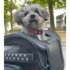 Borsa Retrosella OJ Pet Bag 30 Litri Nero Adatta al Trasporto Animali